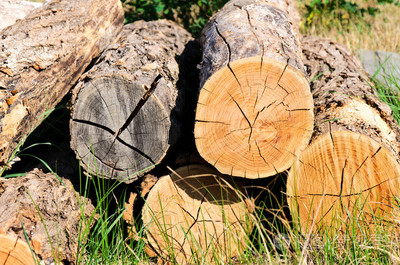 木材之美 從自然紋理到商業(yè)應(yīng)用